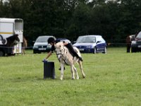 IMG 0924