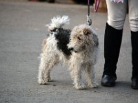 dsc 0996 30690978991 o