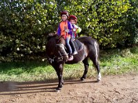 Stables Horses